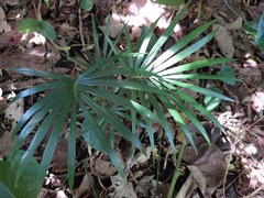 Calamus siphonospathus sublaevis