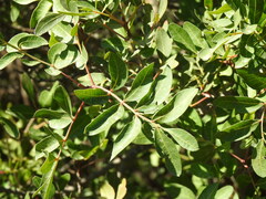 Pistacia × saportae