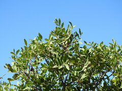 Pistacia × saportae