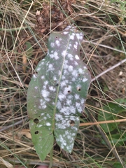 Golovinomyces cichoracearum