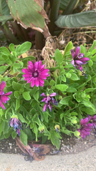 Dimorphotheca fruticosa