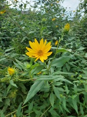 Helianthus grosseserratus