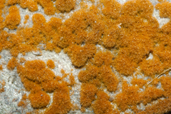 Trentepohlia