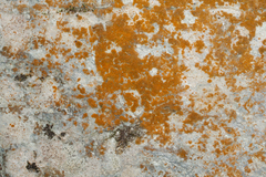 Trentepohlia