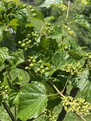 Ampelopsis
