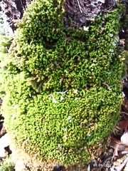 Dicranum montanum