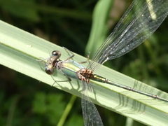 Chalcolestes viridis