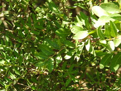 Pistacia × saportae