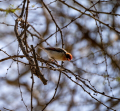 Anaplectes rubriceps