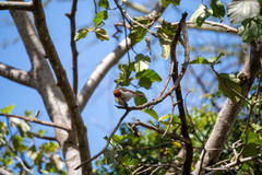 Anaplectes rubriceps