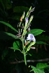 Strobilanthes longespicatus