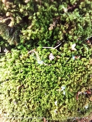 Dicranum montanum
