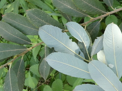 Salix cinerea