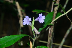 Strobilanthes longespicatus