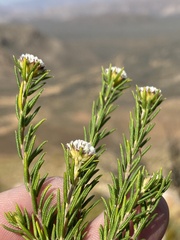 Phylica vulgaris