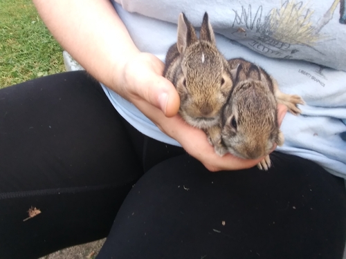 Eastern Cottontail photographed in Indiana