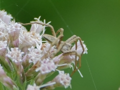 Pisaura