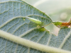 Cicadellidae
