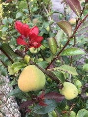 Chaenomeles