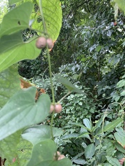 Dioscorea polystachya