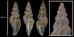 Mangelia attenuata