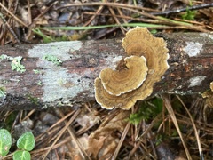 Daedaleopsis confragosa