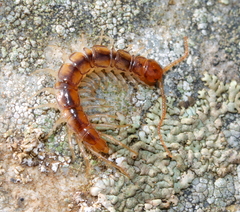 Lithobiidae