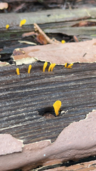 Dacrymyces spathularia