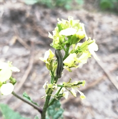 Athalia rosae