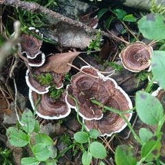 Phellodon tomentosus