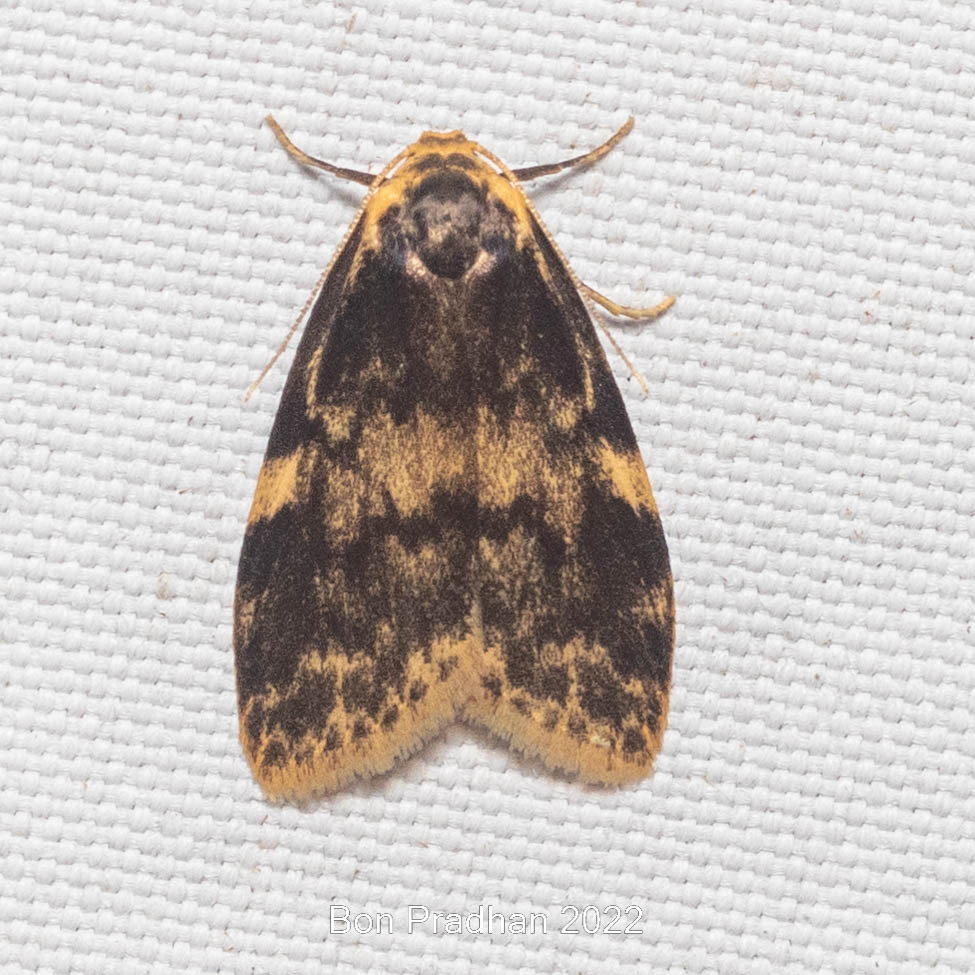 Halone flavescens
