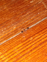 Pseudomyrmex gracilis