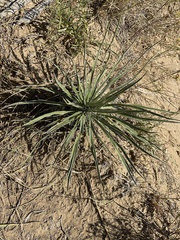 Yucca glauca