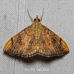 Hyalobathra coenostolalis