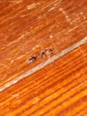 Pseudomyrmex gracilis