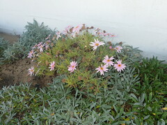 Argyranthemum frutescens