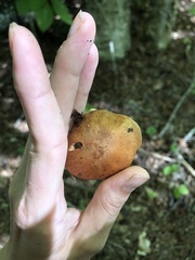 Cortinarius semisanguineus