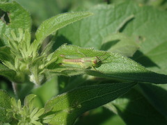 Melanoplinae