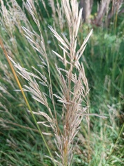 Saccharum spontaneum