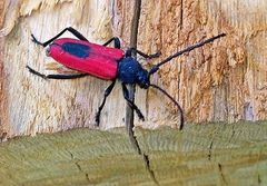 Purpuricenus kaehleri