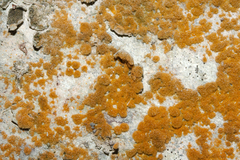 Trentepohlia