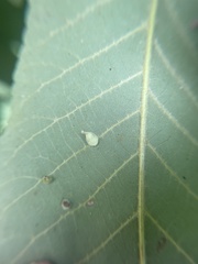 Caryomyia inclinata