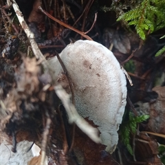 Phellodon tomentosus