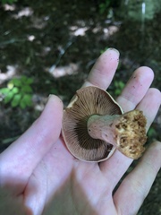 Cortinarius semisanguineus