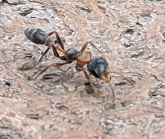 Pseudomyrmex gracilis