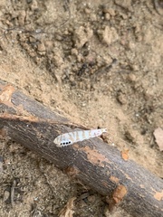 Nectopsyche exquisita