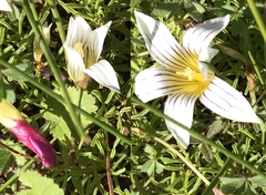 Romulea schlechteri