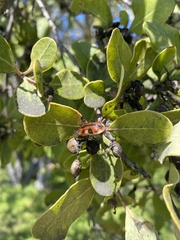 Astylus trifasciatus