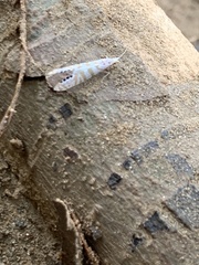 Nectopsyche exquisita