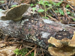 Daedaleopsis confragosa